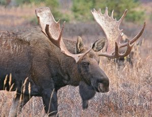 An Antlered Moose