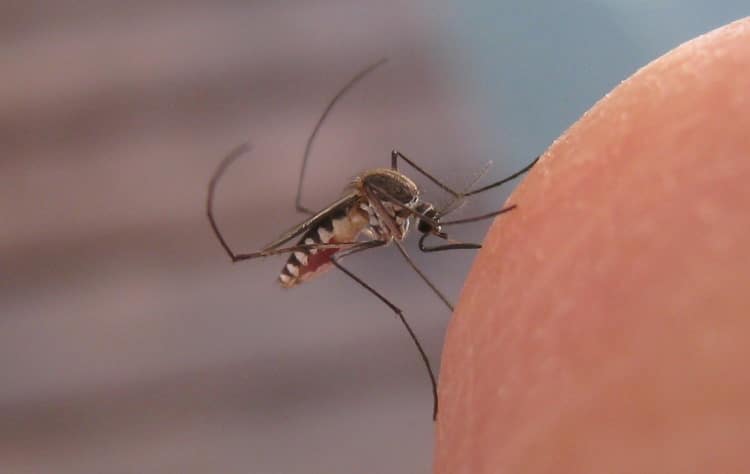 Tripteroides mosquito
