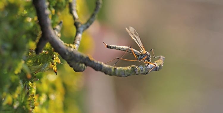 Tipulidae true fly species