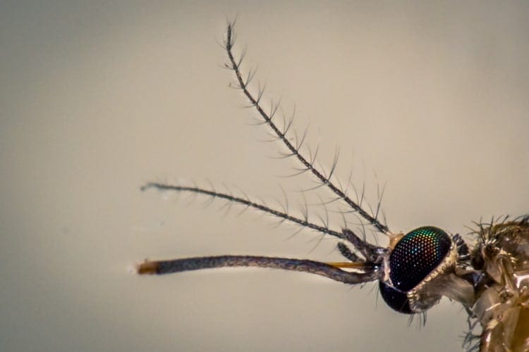 mosquito antennae