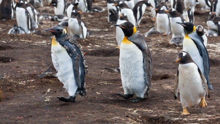 penguins moult