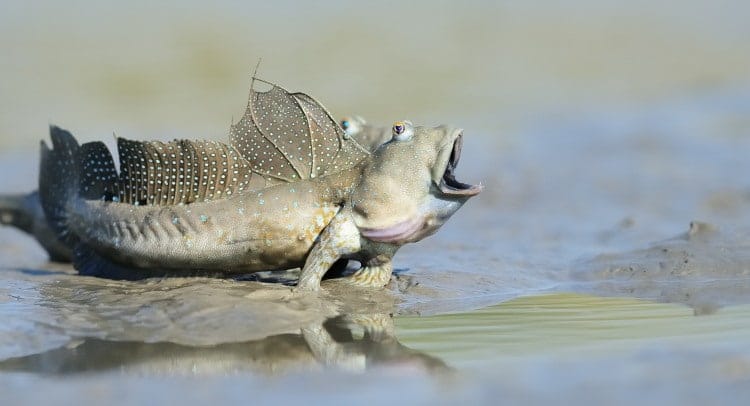 how do fish swim conclusion