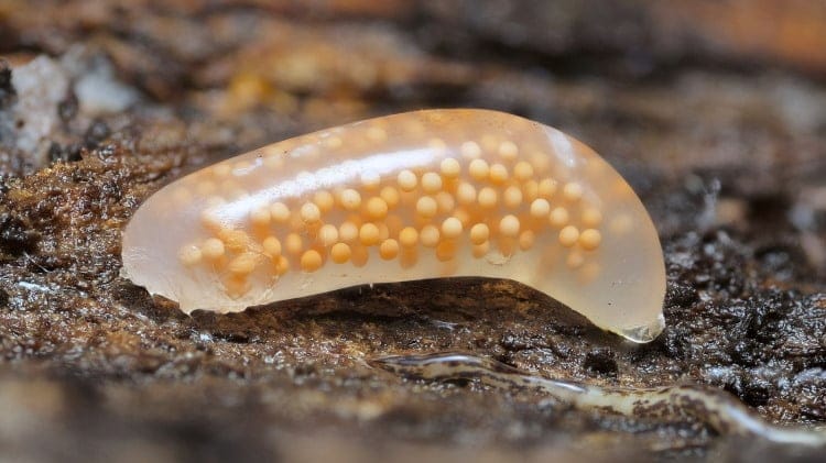 nemertea worm eggs