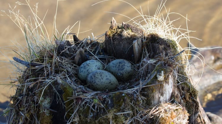 types of bird nest header