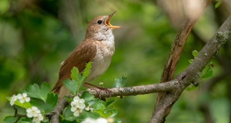 nightingale bird song