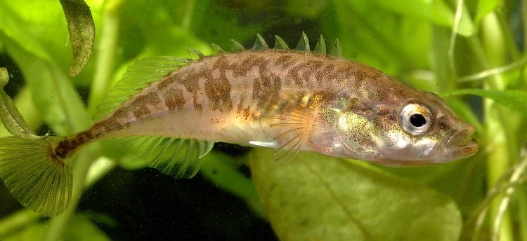 nine spine fish intelligence
