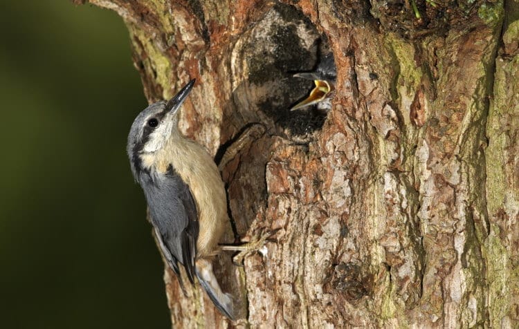 nuthatch nest with chick