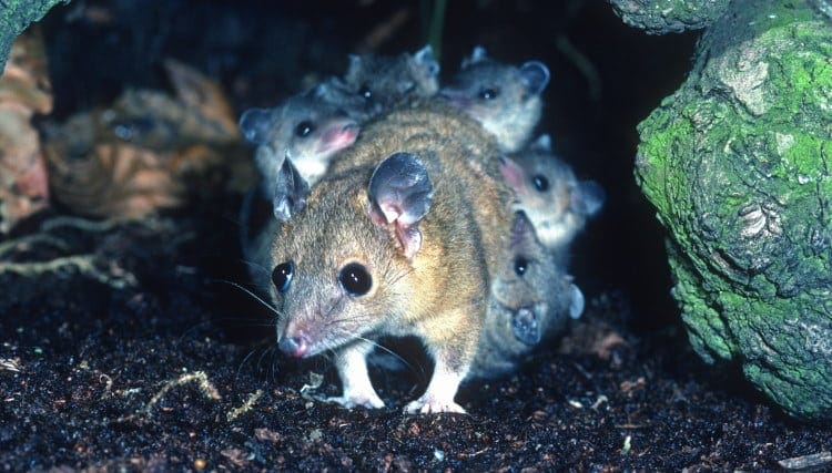 opossum lifespan