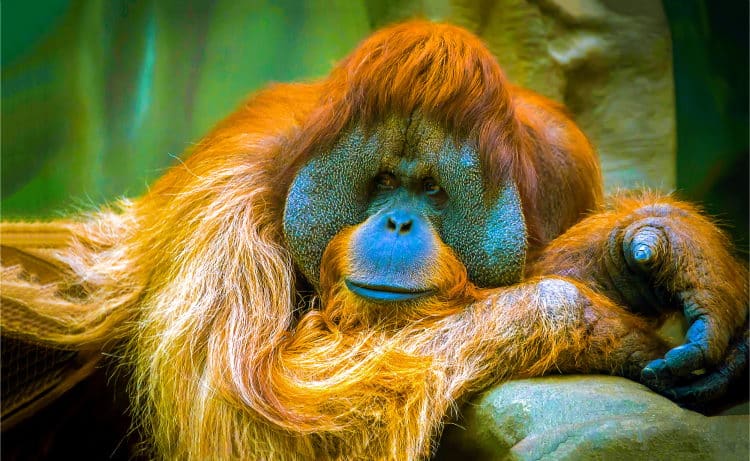 facts about orangutan