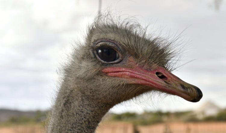 common ostrich
