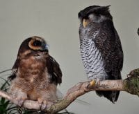 A Pair Of Owls