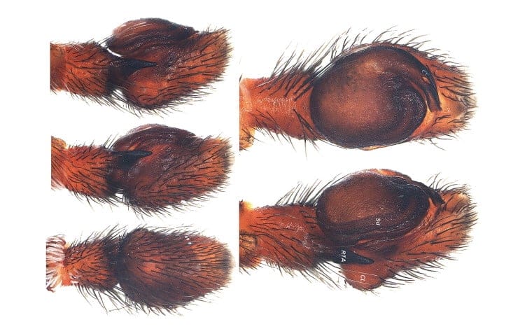 spider palps with sperm ducts