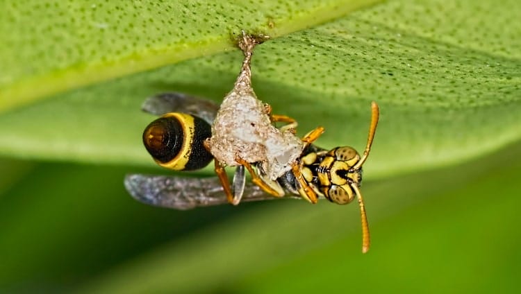 polistes gallicus