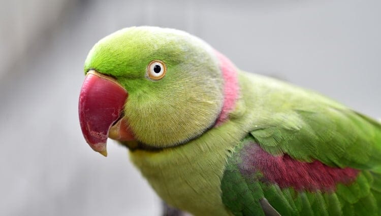 facts about Alexandrine Parakeet