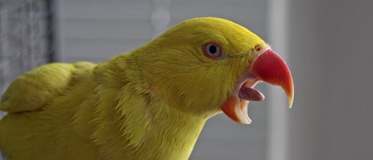 parrot tongue role in speech