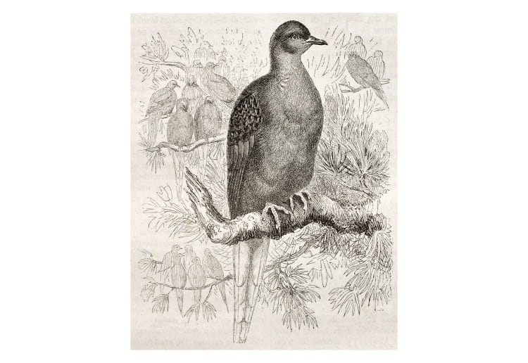 passenger pigeon bird