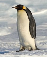 An Emperor Penguin On The Ice