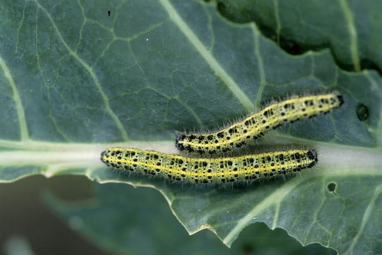 pet butterfly larvae