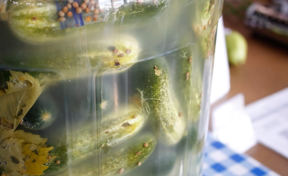 beneficial bacteria in pickles