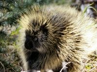 Porcupines Have Little To Fear