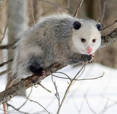 A North American Opossum In It's Winter Coat. Photo: Cody Pope