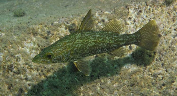 Tanganyika lates food chain