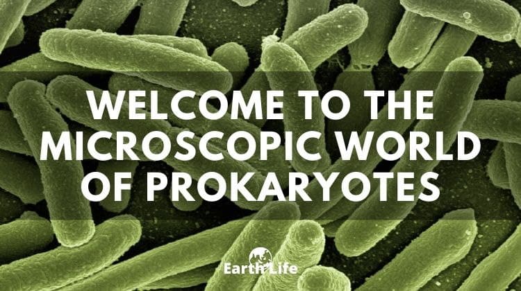 prokaryotes world