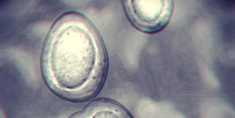 cell from the prokaryotic kingdom