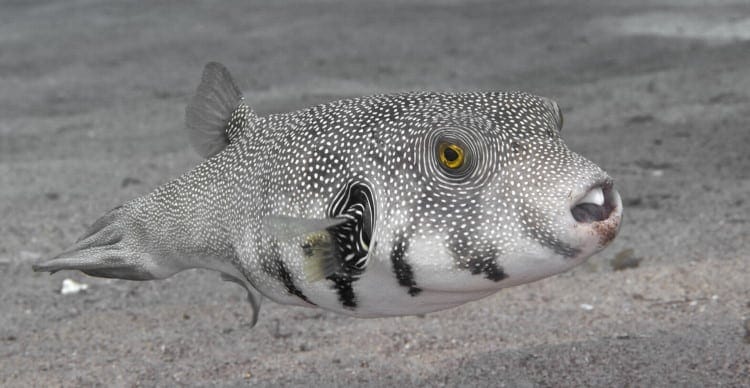 puffer fish facts