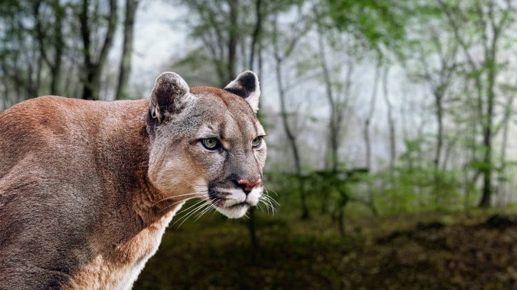 Big Cats 101: Facts, Records & List Of Species In The Family Felidae Big Cats 101: Facts, Records & List Of Species In The Family Felidae
