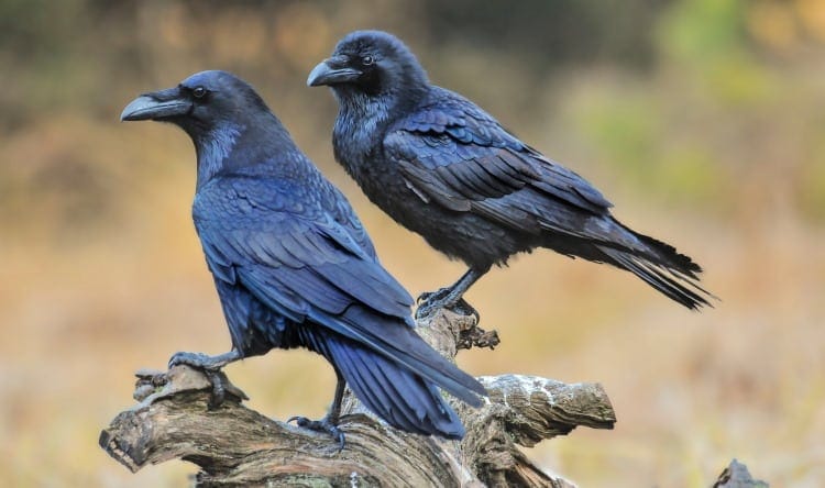 pair of ravens