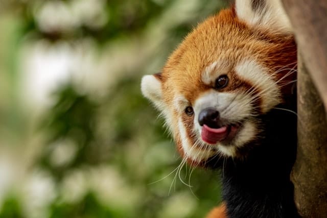 red panda diet