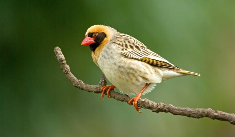 quelea most common bird