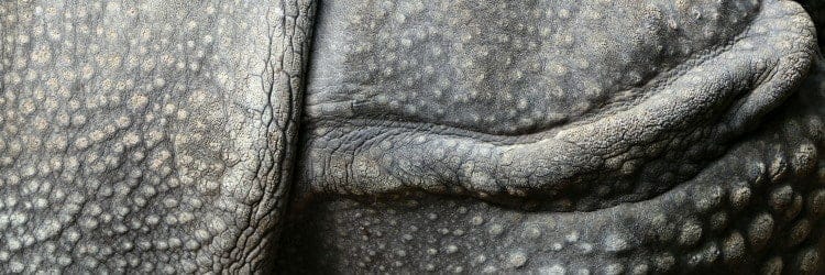 rhino thickest skin