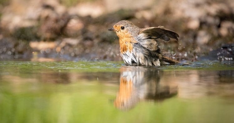 robin bathing in water