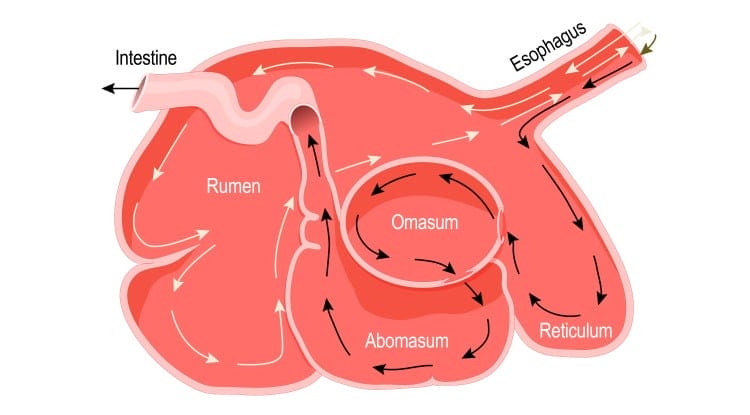 ruminant digestive system in herbivore