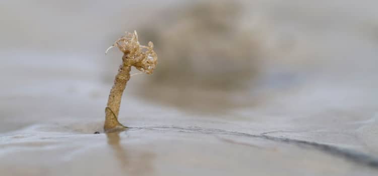 sand mason worm
