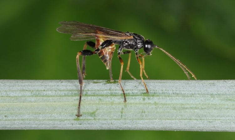 Cephidae stem sawfly