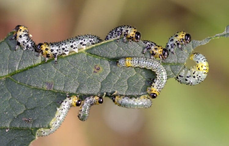 Gooseberry sawfly larvae