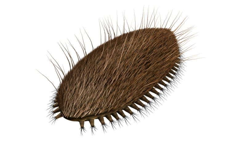 sea mouse