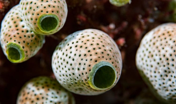 sea squirt body