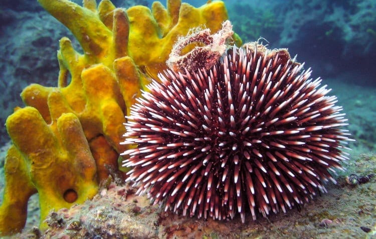 Echinodermata sea urchin Strongylocentrotus