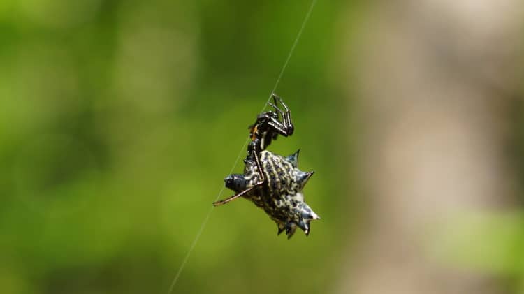 spider on silk strand