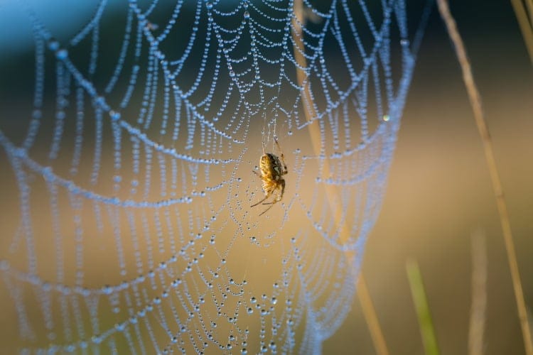 spider silk web