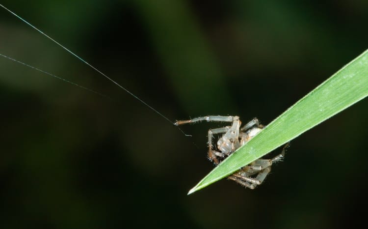 spider uses silk dragline