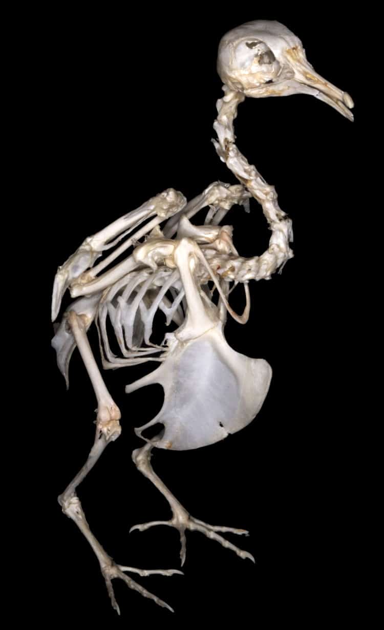 bird skeleton standing