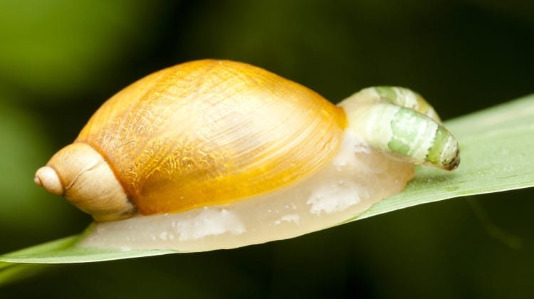 digenea snail