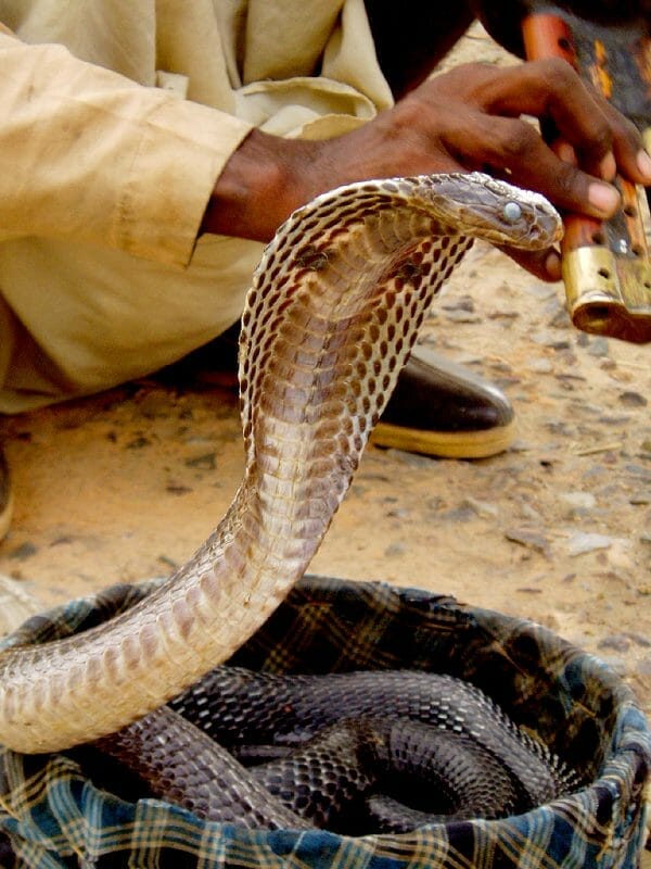 WHAT EATS A SNAKE? [2023]
