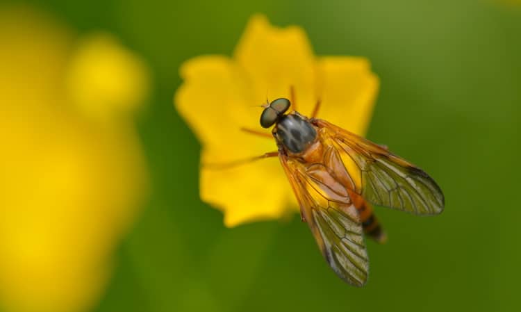 Rhagionidae snipe fly