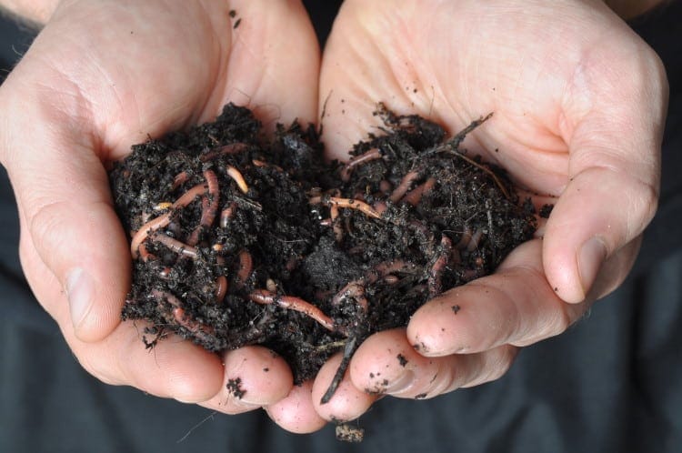 earthworm soil ecology